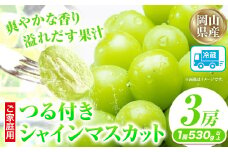 家庭用つる付きシャインマスカット 3房(1房530g以上)【配送不可地域あり】有限会社ホーティカルチャー神島 令和7年度先行受付《9月上旬-10月下旬頃出荷》岡山県 笠岡市 送料無料 葡萄 フルーツ 果物 シャインマスカット つる付き お取り寄せフルーツ