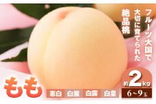 【2025年8月発送】【先行予約】もも 桃 恵白・白麗・白露・白皇 いずれか1品種をお届け 2kg 6～9玉 小寺農園《2025年8月上旬-8下旬頃出荷》 岡山県 笠岡市 岡山県産 白桃 恵白 白麗 白露 白皇 モモ 果物 フルーツ 先行予約