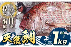 鮮魚 魚 鯛 天然 海産物 800g～1kg (1匹) 勇和水産《10月末-7月上旬頃出荷》岡山県 笠岡市 送料無料 タイ さかな 刺身 煮つけ 鯛めし お取り寄せグルメ