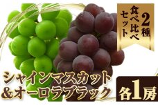 【先行予約】シャインマスカット オーロラブラック 2房《2025年9月上旬-9月中旬頃出荷》岡山県 笠岡市 石丸葡萄農園 詰め合わせ セット 大粒 種無し 果肉 朝採れ 旬 マスカット ぶどう 葡萄 食べ比べ フルーツ 果物 岡山