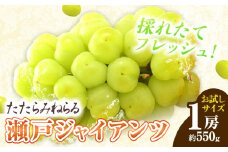 たたらみねらる 瀬戸ジャイアンツ お試しサイズ 1房 約550g Y＆G.ディストリビューター株式会社《2025年8月下旬-10月下旬頃出荷》岡山県 笠岡市 マスカット ぶどう ブドウ 葡萄 フルーツ 果物