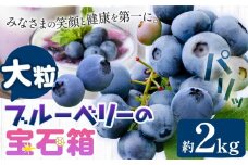 【2026年先行予約】ブルーベリー 大粒 計2kg (500g×4パック) 大粒ブルーベリーの宝石箱 かさおか青空ファーム 《2026年6月上旬-8下旬頃出荷》 岡山県 笠岡市 送料無料 フルーツ 果物 岡山県産 国産 ブルーベリー お取り寄せ st-p