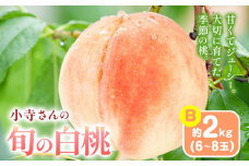 小寺さんの旬の白桃 2kg 6～8玉 小寺壽夫 《7月中旬-8月下旬頃出荷》 岡山県 笠岡市 岡山県産 モモ 果物 フルーツ もも 桃 白桃 白鳳 清水白桃 岡山夢白桃 白麗 白露 白皇 st-p