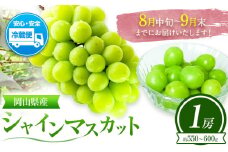 ぶどう 葡萄 岡山県産 シャインマスカット 1房 (約550g～600g) 佐々木農園《8月中旬-9月末頃出荷》岡山県 笠岡市 送料無料 マスカット フルーツ 果物 ブドウ お取り寄せフルーツ【配送不可地域あり】 st-p