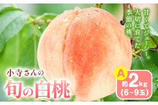 小寺さんの旬の白桃 約2kg 6～9玉 小寺壽夫 《7月中旬-8月中旬頃出荷》 岡山県 笠岡市 岡山県産 モモ 果物 フルーツ もも 桃 紅清水 川中島白桃 なつおとめ st-p