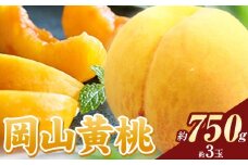 桃 岡山の桃 黄桃 約750g《8月下旬-9月下旬頃出荷》 ご家庭用 訳あり 岡山 旬 モモ もも 先行予約 送料無料 果物 岡山県 笠岡市 クール便