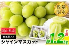 秀品 シャインマスカット 岡山 秋旬 数量限定 大粒 1.2kg 2房 産地直送 葡萄 果物 秀品 スイーツ フルーツ デザート 岡山県 笠岡市 簡易包装 《9月中旬～11月上旬頃に出荷予定(土日祝除く)》