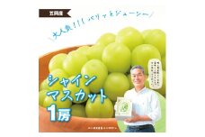 【先行予約】 シャインマスカット マスカット １房《2025年9月上旬-9月中旬頃出荷》 岡山県産 数量限定 岡山県 笠岡市 石丸葡萄農園 シャイン マスカット ぶどう 葡萄 果物 フルーツ st-p