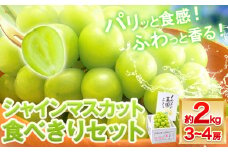 シャインマスカット 岡山 約2kg 食べ切りセット《2025年9月上旬頃出荷》 数量限定 先行予約 シャイン マスカット 岡山県産 果物 フルーツ 旬 葡萄
