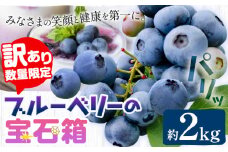 【2026年先行予約】【訳あり数量限定】ブルーベリー 計2kg (500g×4パック) ブルーベリーの宝石箱 かさおか青空ファーム 先行予約《2026年6月上旬-8月下旬頃出荷》 岡山県 笠岡市 送料無料 フルーツ 果物 岡山県産 国産 ブルーベリー お取り寄せ st-p