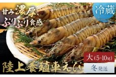 陸上養殖 車エビ 東山陸上養殖研究所 大サイズ（木箱入り） 約200g （5~10尾）《冬発送（12月上旬～1月中旬頃出荷）》岡山県 笠岡市 送料無料 えび 海老 車えび 車海老 海産物 魚 刺身 天ぷら エビフライ【配送不可地域あり】（離島）