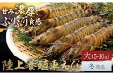 陸上養殖 車エビ 東山陸上養殖研究所 大サイズ（木箱入り） 約200g （5~10尾）《冬発送（12月上旬～1月中旬頃出荷）》岡山県 笠岡市 送料無料 えび 海老 車えび 車海老 海産物 魚 刺身 天ぷら エビフライ【配送不可地域あり】（離島）