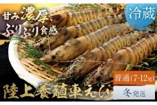 陸上養殖 車エビ 東山陸上養殖研究所 普通サイズ 約200g （7~12尾）《冬発送（12月上旬～1月中旬頃出荷）》岡山県 笠岡市 送料無料 えび 海老 車えび 車海老 海産物 魚 刺身 天ぷら エビフライ【配送不可地域あり】（離島）