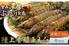 陸上養殖 車エビ 東山陸上養殖研究所 普通サイズ 約200g （7~12尾）《冬発送（12月上旬～1月中旬頃出荷）》岡山県 笠岡市 送料無料 えび 海老 車えび 車海老 海産物 魚 刺身 天ぷら エビフライ【配送不可地域あり】（離島）
