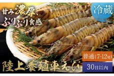 陸上養殖 車エビ 東山陸上養殖研究所 普通サイズ 約200g （7~12尾）《30日以内に出荷予定(土日祝除く)》岡山県 笠岡市 送料無料 えび 海老 車えび 車海老 海産物 魚 刺身 天ぷら エビフライ【配送不可地域あり】（離島）