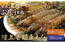 陸上養殖 車エビ 東山陸上養殖研究所 普通サイズ 約200g （7~12尾）《30日以内に出荷予定(土日祝除く)》岡山県 笠岡市 送料無料 えび 海老 車えび 車海老 海産物 魚 刺身 天ぷら エビフライ【配送不可地域あり】（離島）