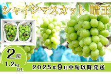 C-31シャインマスカット晴王2房【2025年9月中旬～10月下旬発送予定】（いばら愛菜館）