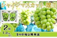C-31シャインマスカット晴王2房【2026年9月中旬～10月下旬発送予定】（いばら愛菜館）