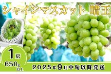 シャインマスカット晴王1房【2025年9月中旬～10月下旬発送予定】（いばら愛菜館）