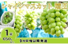 シャインマスカット晴王1房【2026年9月中旬～10月下旬発送予定】（いばら愛菜館）