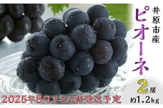 岡山県産 種無し ピオーネ2房（約1.2kg）【2025年8月下旬～9月中旬発送予定】（いばら愛菜館）