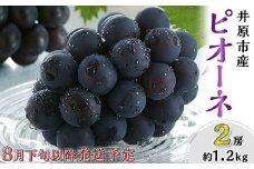岡山県産 種無し ピオーネ2房（約1.2kg）【2026年8月下旬～9月中旬発送予定】（いばら愛菜館）