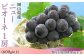 【2回目】岡山県産ニューピオーネ1房（600g以上）※2026年8月下旬～9月下旬【クール冷蔵】で発送予定