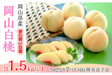 74-14 白桃5～7玉（夢白桃もしくは白麗）【2025年7月下旬～8月上旬発送予定】