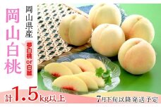 74-14 白桃5～7玉（夢白桃もしくは白麗）【2026年7月下旬～8月上旬発送予定】