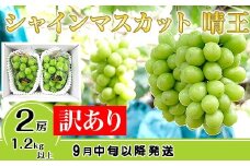 【訳あり】シャインマスカット晴王2房【2026年9月中旬～10月下旬発送予定】（いばら愛菜館）