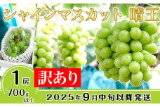 【訳あり】シャインマスカット晴王1房【2025年9月中旬～10月下旬発送予定】（いばら愛菜館）
