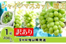 【訳あり】シャインマスカット晴王1房【2026年9月中旬～10月下旬発送予定】（いばら愛菜館）