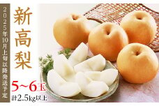 74-21 新高梨 5～6玉（2.5kg以上）【2025年10月上旬～下旬発送予定】