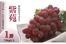74-20 冬ぶどう「紫苑」1房（700g以上）【2025年10月下旬～11月下旬発送予定】