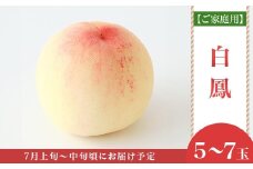 【ご家庭用】岡山白桃 白鳳 5～7玉【2026年7月上旬頃から順次発送】