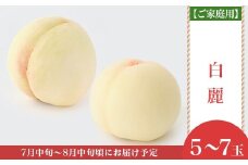 【ご家庭用】岡山白桃 白麗 5～7玉【2026年7月中旬頃から順次発送】