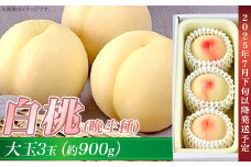 岡山の白桃（晩生種） 大玉3玉（約900g）