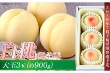 岡山の白桃（晩生種） 大玉3玉（約900g）【26年7月下旬以降に順次発送】