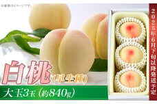 岡山の白桃（早生種）大玉3玉（約840g）