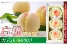 岡山の白桃（早生種）大玉3玉（約840g）【26年6月中旬以降に順次発送】