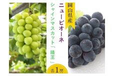 詰合せ ニューピオーネ1房(480g以上)・シャインマスカット「晴王」1房(480g以上) 化粧箱入り