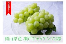 瀬戸ジャイアンツ 2房(1房480g以上) 約1kg 化粧箱入り