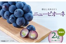 岡山県井原市美星町産 ニューピオーネ 2kg箱（3～5房入り） ご家庭用