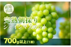 【完熟朝採り】シャインマスカット 1房 約700g