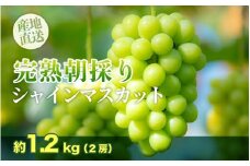 【完熟朝採り】シャインマスカット 2房 約1.2kg
