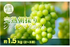 訳あり【完熟朝採り】シャインマスカット 2～3房 約1.5kg