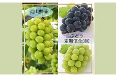 岡山県産 ぶどう定期便 全3回