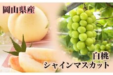 詰合せ 白桃2玉(1玉220g以上)・シャインマスカット「晴王」2房(1房480g以上) 化粧箱入り