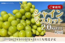【訳あり】シャインマスカット3房（2.0kg以上）【2025年10月中旬～11月上旬発送予定】（星のさと・ぶどう工房）