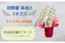 【胡蝶蘭　3本立】（偶数月にお届け、年6回）400-001